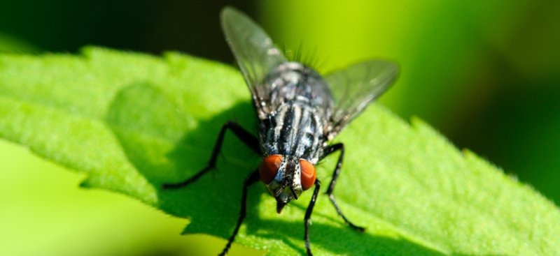 Contrôle biologique des mouches noires : traitement en cours