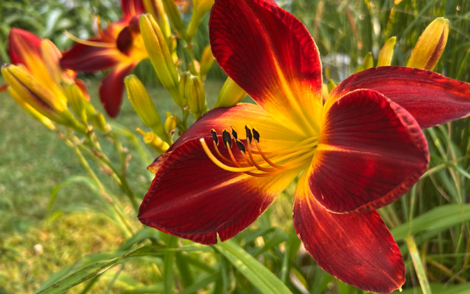 Le 1er août, le Québec est invité à mettre les fleurs d’ici à l’honneur