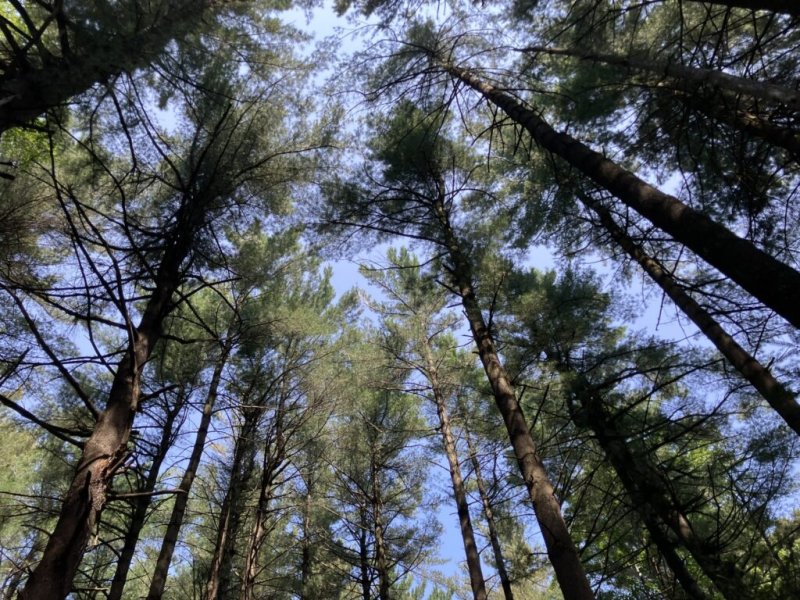 Drummondville verdit à grande échelle : 20 000 arbres plantés en 5 ans