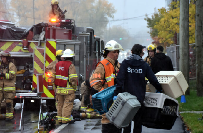 Début d’incendie causé par un feu de cuisson : quatre chats périssent après avoir été incommodés par la fumée